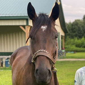 Meet your Posher, Abbie